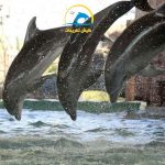 دلفین ها در پارک دلفین کیش