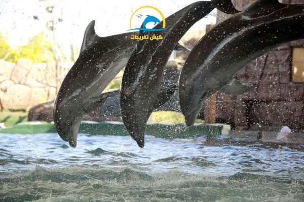 دلفین ها در پارک دلفین کیش